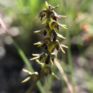 Corunastylis clivicola at Belconnen, ACT - suppressed