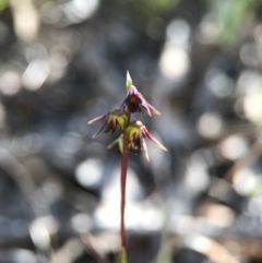 Corunastylis clivicola (Rufous midge orchid) at Aranda Bushland - 2 Apr 2017 by AaronClausen