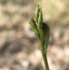 Speculantha rubescens (Blushing Tiny Greenhood) at Aranda Bushland - 2 Apr 2017 by AaronClausen