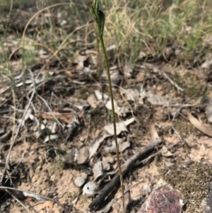 Speculantha rubescens at Point 3852 - 2 Apr 2017