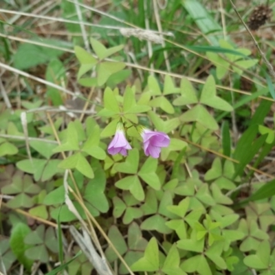 Oxalis latifolia (Fishtail Oxalis) at Isaacs Ridge and Nearby - 2 Apr 2017 by Mike