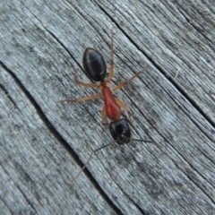 Camponotus nigriceps (Black-headed sugar ant) at Conder, ACT - 28 Mar 2017 by MichaelBedingfield