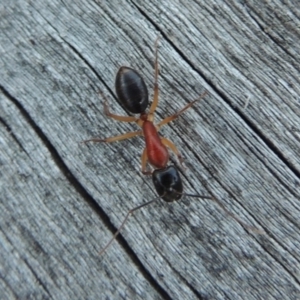 Camponotus nigriceps at Conder, ACT - 28 Mar 2017 07:16 PM