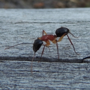 Camponotus nigriceps at Conder, ACT - 28 Mar 2017