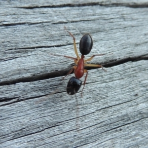 Camponotus nigriceps at Conder, ACT - 28 Mar 2017