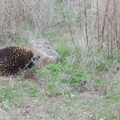 Tachyglossus aculeatus (Short-beaked Echidna) at Isaacs Ridge and Nearby - 2 Apr 2017 by Mike
