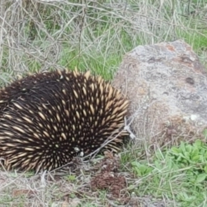 Tachyglossus aculeatus at Isaacs Ridge - 2 Apr 2017 04:04 PM