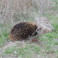 Tachyglossus aculeatus at Isaacs Ridge - 2 Apr 2017 04:04 PM