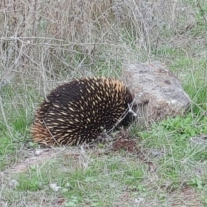 Tachyglossus aculeatus at Isaacs Ridge - 2 Apr 2017 04:04 PM