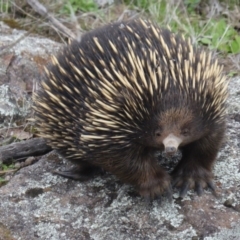 Tachyglossus aculeatus at Isaacs Ridge - 2 Apr 2017 04:04 PM