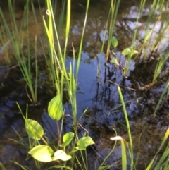 Alisma plantago-aquatica (Water Plantain) at Wolumla, NSW - 2 Apr 2017 by PatriciaDaly