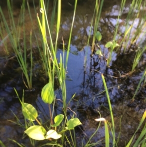 Alisma plantago-aquatica at Wolumla, NSW - 2 Apr 2017