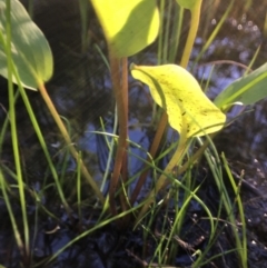 Alisma plantago-aquatica at Wolumla, NSW - 2 Apr 2017