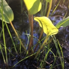 Alisma plantago-aquatica at Wolumla, NSW - 2 Apr 2017 04:08 PM