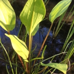 Alisma plantago-aquatica at Wolumla, NSW - 2 Apr 2017