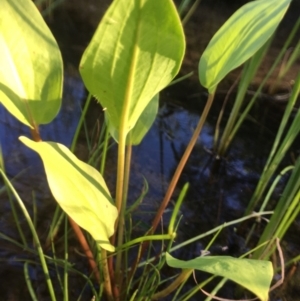 Alisma plantago-aquatica at Wolumla, NSW - 2 Apr 2017