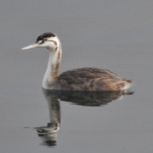 Podiceps cristatus at Cotter River, ACT - 28 Mar 2017 10:34 AM