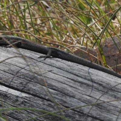 Pseudemoia entrecasteauxii (Woodland Tussock-skink) at Tennent, ACT - 31 Mar 2017 by JohnBundock