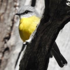 Eopsaltria australis (Eastern Yellow Robin) at Tennent, ACT - 30 Mar 2017 by JohnBundock