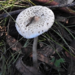 Macrolepiota sp. at Tennent, ACT - 30 Mar 2017 by JohnBundock