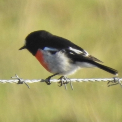 Petroica boodang (Scarlet Robin) at Tennent, ACT - 31 Mar 2017 by JohnBundock