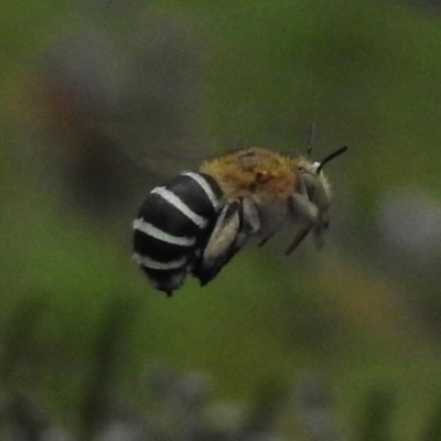 Amegilla sp. (genus) (Blue Banded Bee) at Wanniassa, ACT - 30 Mar 2017 by JohnBundock