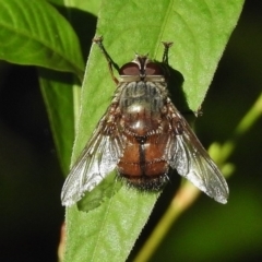 Rutilia (Rutilia) sp. (genus & subgenus) (Bristle fly) at Paddys River, ACT - 29 Mar 2017 by JohnBundock