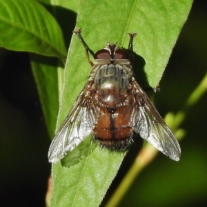 Rutilia (Rutilia) sp. (genus & subgenus) at Paddys River, ACT - 29 Mar 2017