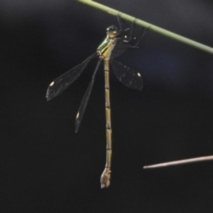 Synlestes weyersii (Bronze Needle) at Tidbinbilla Nature Reserve - 29 Mar 2017 by JohnBundock