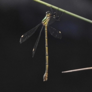 Synlestes weyersii at Paddys River, ACT - 29 Mar 2017