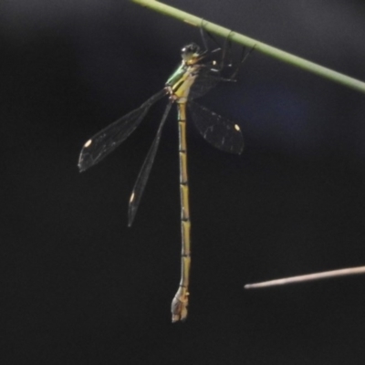 Synlestes weyersii (Bronze Needle) at Paddys River, ACT - 29 Mar 2017 by JohnBundock