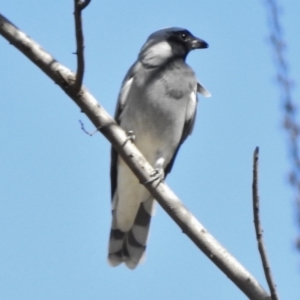 Coracina novaehollandiae at Paddys River, ACT - 28 Mar 2017