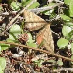 Scopula rubraria (Reddish Wave, Plantain Moth) at Lower Cotter Catchment - 28 Mar 2017 by JohnBundock