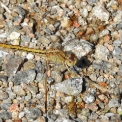 Diplacodes haematodes (Scarlet Percher) at Lower Cotter Catchment - 28 Mar 2017 by JohnBundock