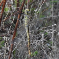 Anax papuensis (Australian Emperor) at Cotter River, ACT - 28 Mar 2017 by JohnBundock