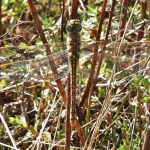 Anax papuensis at Cotter River, ACT - 28 Mar 2017