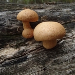 Gymnopilus junonius (Spectacular Rustgill) at Mogareeka, NSW - 2 Apr 2017 by narelle