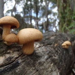 Gymnopilus junonius at Nelson Beach - 2 Apr 2017 10:54 AM