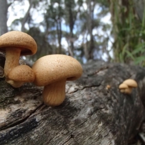 Gymnopilus junonius at Nelson Beach - 2 Apr 2017 10:54 AM