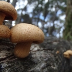 Gymnopilus junonius at Nelson Beach - 2 Apr 2017 10:54 AM
