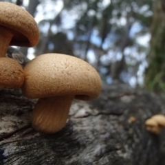 Gymnopilus junonius at Nelson Beach - 2 Apr 2017