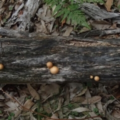 Gymnopilus junonius at Nelson Beach - 2 Apr 2017 10:54 AM