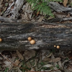 Gymnopilus junonius at Nelson Beach - 2 Apr 2017