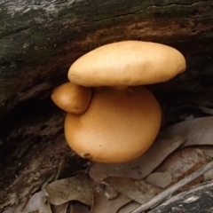 Gymnopilus sp. (Gymnopilus) at Mogareeka, NSW - 2 Apr 2017 by narelle