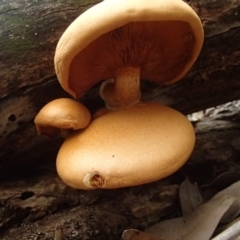 Gymnopilus sp. at Nelson Beach - 2 Apr 2017