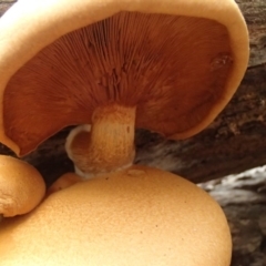 Gymnopilus sp. at Nelson Beach - 2 Apr 2017