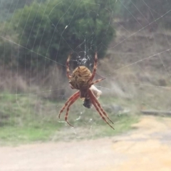 Hortophora transmarina (Garden Orb Weaver) at Lade Vale, NSW - 1 Apr 2017 by SallyandPeter