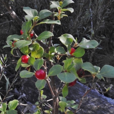 Coprosma hirtella (Currant Bush) at Tennent, ACT - 30 Mar 2017 by JohnBundock