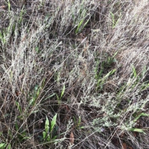 Vittadinia cuneata var. cuneata at Hughes, ACT - 1 Apr 2017