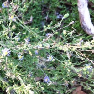 Vittadinia cuneata var. cuneata at Hughes, ACT - 1 Apr 2017